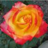 Чайно-гібридна троянда RED GOLD / Ред Голд