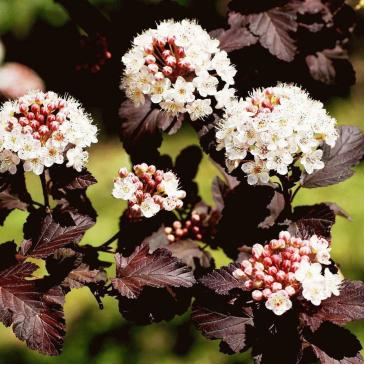 Пузыреплодник калинолистный ДИАБОЛО / Physocarpus opulifolius Diabolo фото 1