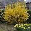 Форзиция ЛИНВУД / Forsythia intermedia Lynwood