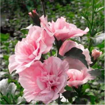 Гибискус сирийский АРДЕНС  / Hibiscus syriacus Ardens, Р9 фото 1