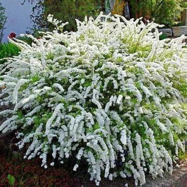 Спірея сіра ГРЕФШЕЙМ / Spiraea cinerea Grefsheim, Р9 фото 1