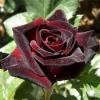 Чайно-гібридна троянда BLACK BACCARA / Блек Баккара