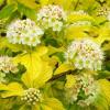 Пузыреплодник калинолистный ДАРТС ГОЛД / Physocarpus opulifolius Dart's Gold