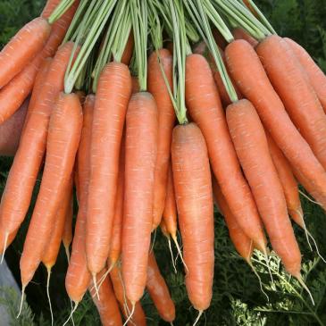 Морковь Престо F1, 400 сем. фото 1