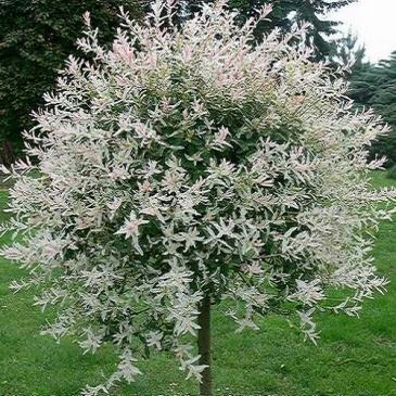 Ива цельнолистая ХАКУРО-НИШИКИ / Salix integra Hakuro-Nishiki, P9 / Salix integra Hakuro-Nishiki, P9 фото 1